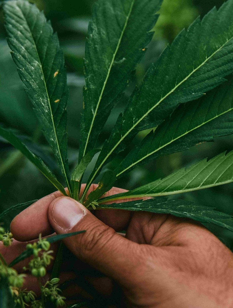 Hand Holding Hemp Plant Blog Banner